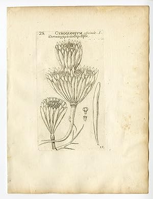 Rare Antique Print-CYNOGLOSSUM OFFICINALE-HOUNDSTONGUE-PL. 19-Belleval-1796