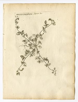 Rare Antique Print-HELIOTROPIUM SUPINUM-FORGET ME NOT-PL. 18-Belleval-1796