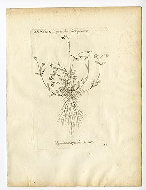 Rare Antique Print-MYOSOTIS SCORPIOIDES-TRUE FORGET ME NOT-PL. 15-Belleval-1796