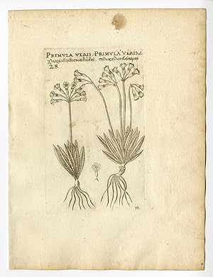 Rare Antique Print-PRIMULA VERIS-COMMON COWSLIP-PRIMROSE-PL. 11-Belleval-1796