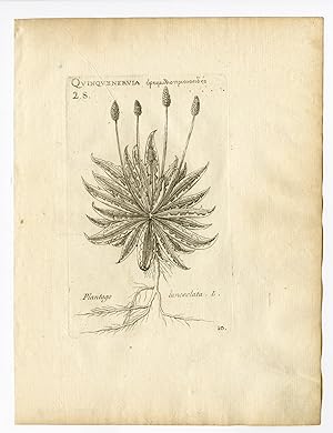 Rare Antique Print-PLANTAGO LANCEOLATA-RIBWORT PLANTAIN-PL. 10-Belleval-1796