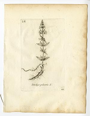 Rare Antique Print-STACHYS PALUSTRIS-MARSH WOUNDWORT-PL. 49-Belleval-1796