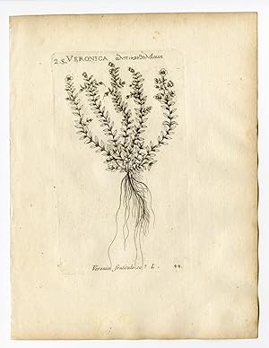 Rare Antique Print-VERONICA FRUTICULOSA-SPEEDWELL-PL. 44-Belleval-1796