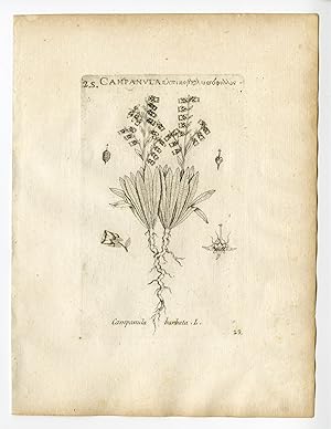 Rare Antique Print-CAMPANULA BARBATA-BEARDED BELLFLOWER-PL. 29-Belleval-1796