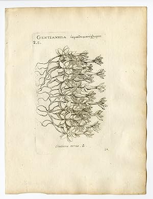 Rare Antique Print-GENTIANA VERNA-SPRING GENTIAN-PL. 24-Belleval-1796