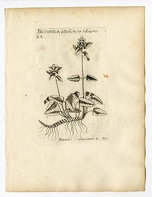Rare Antique Print-BETONICA ALOPECUROS-BETONY-PL. 52-Belleval-1796