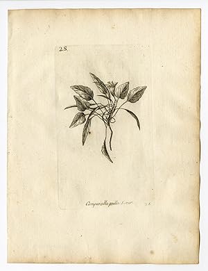 Rare Antique Print-CAMPANULA PULLA-BELLFLOWER-PL. 26-Belleval-1796
