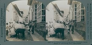 Stereo Ansichtskarte / Postkarte La Guayra Venezuela, Native method of distributing milk, Kuh wir...