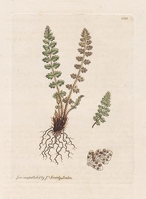 Immagine del venditore per Polypodium hyperboreum" - hyperborea Rostroter Wimperfarn Farn Woodsia ilvensis Pflanze plant flowers Blume flower Botanik botany botanical venduto da Antiquariat Steffen Vlkel GmbH