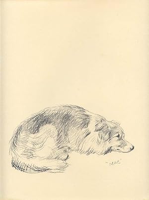 From a Sketch Print by Lucy Dawson;BORDER COLLIE SLEEPING