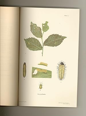 Elm-Leaf Beetle in New York State by Ephraim Porter Felt, NY State Entomologist. - Entomology - I...