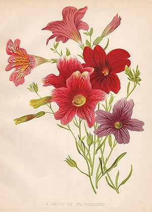 Bild des Verkufers fr A Group of Salpiglossis" - Trompetenzungen Mexico Argentina Chile flowers Blume Blumen botanical Botanik Botany zum Verkauf von Antiquariat Steffen Vlkel GmbH