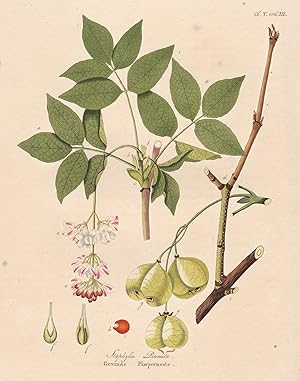 Imagen del vendedor de "Staphylea Pinnata" - Pimpernuss Klappernuss bladdernut Europa Europe botanical Botanik Botany / from "Afbeeldingen der fraaiste, meest uitheemsche boomen en heesters" a la venta por Antiquariat Steffen Vlkel GmbH