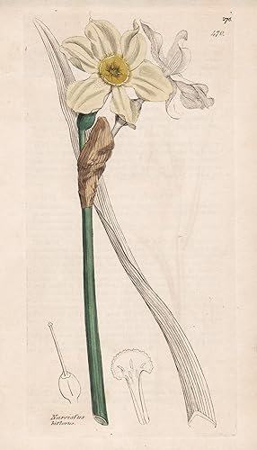 "Narcissus biflorus" - Narzissen daffodil Pflanze plant flowers Blume flower Botanik botany botan...
