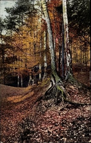 Ansichtskarte / Postkarte Blick in einen Birkenwald