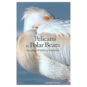 Pelicans to Polar Bears: Watching Wildlife in Manitoba