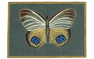 Motten und Schmetterlinge, 1958/59