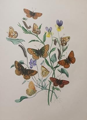 Imagen del vendedor de British Butterflies and their transformations. a la venta por Bristow & Garland