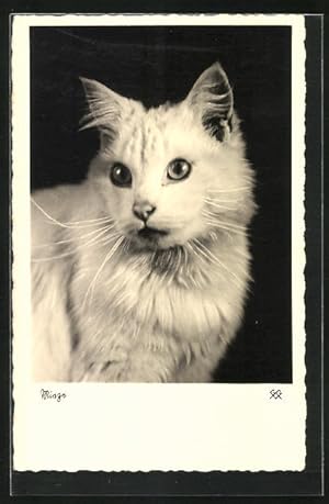 Seller image for Ansichtskarte Mieze, Katze mit weissem Fell for sale by Bartko-Reher