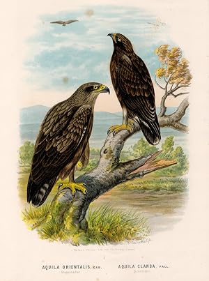 Bild des Verk�ufers f�r Aquila Orientalis, cab. Steppenadler; Aquila Clanga, Pall. Schelladler. Original Chromolithographie altcoloriert von 1891 zum Verkauf von Antiquariat Kastanienhof