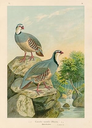 Caccabis saxatilis (Meyer). Steinhuhn, Männchen und Weibchen. Original Chromolithographie altcolo...