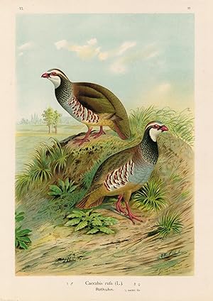 Caccabis rufa (L.) Rothuhn. Männchen und Weibchen. Original Chromolithographie altcoloriert von 1891