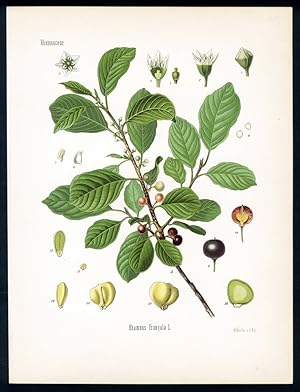 Faulbaum, Pulverholz, glatter Wegdorn, Brechwegdorn, Zapfenholz, Zweckenholz - Black Alder, Berry...