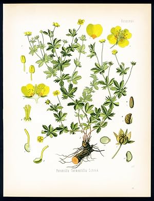 Blutwurz, Ruhrwurz, Rothheilwurz - Tormentil - Tormentille. Potentilla Tormentilla Schrnk.