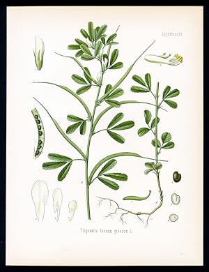 Hornklee, Bockshornklee, Siebengezeit - Fenugrec - Fenugreek. Trigonella Foenum graecum (faenum g...