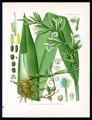 Cardamomen, Malabar -Cardamomen - Cardamome du Malabar - Cardamom. Elettaria Cardamomum White et ...