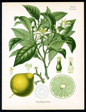 Bergamotte. Engl.: Bergamot. Franz.: Bergamotte. Citrus Bergamia Risso