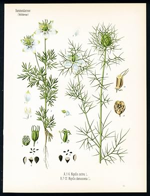 Echter Schwarzkümmel, schwarzer oder römischer Koriander, Nardensamen. Franz.: Nigelle. Engl: Nig...