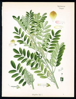 Sichelfrüchtiger Indigo, Anilindigo, Anilpflanze, Anil mal. Tarum Kembang. Indigofera Anil L.