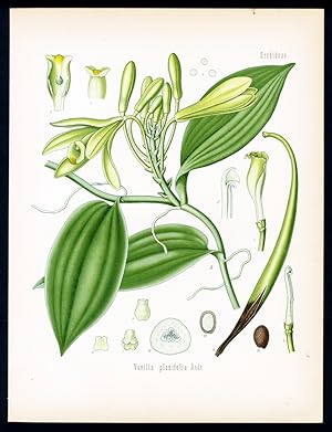 Vanille - Vanille - Vanilla. Vanilla planifolia Andrews.