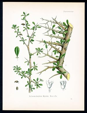 Myrrhe - Myrrhe - Myrrh. Didin, Didthin der Somalis. Balsamodendron Myrrha Nees v. Esenb.