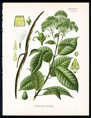 Malayische Krugblume, Borneo-Kautschukliane. Djentawan (malayisch). Urceola elastica Roxburgh.