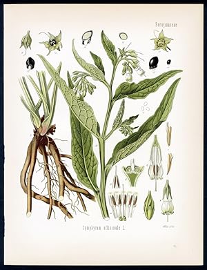 Schwarzwurz, Wallwurz, offizineller Beinwell - Comfrey - Consoude (grande). Symphytum officinale L.