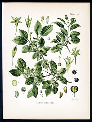 Kreuzdorn, Hirschdorn, Purgir-Wegdorn - Buckthorn - Nerprun purgatif. Rhamnus cathartica L.