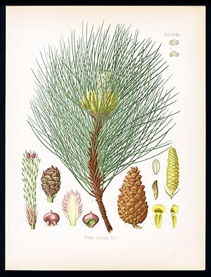 Schwarzkiefer. Pinus Laricio Poir.