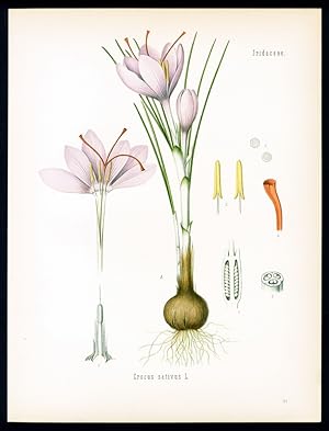 Safran, Saffran - Safran - Saffron. Crocus sativus L.