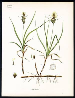 Sandriedgras, Sandsegge, rote Quecke. Engl: Sea sedge. Franz.: Chiendent rouge Carex arenaria L.