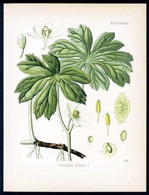 Fussblatt, Maiapfel, Wilde Limone - May-apple, Mandrake, Wild Lemon - Podophyllum. Podophyllum pe...