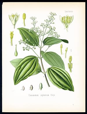 Ceylonischer Zimmtbaum - Canellier, Cannelle de Ceylan - Cinnamom. Cinnamomum zeylanicum Breyn.