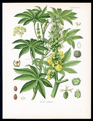 Wunderbaum, Christuspalme, Ölnusspalme, Agnus Castus - Ricin, Palme de Christ, Ricin ordinaire - ...