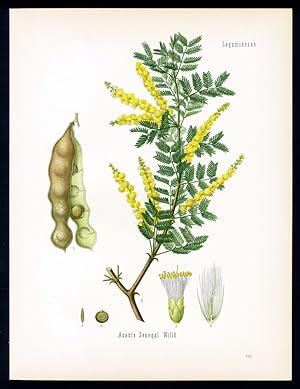 Arabischer- oder Senegal-Gummibaum - Haschab der Nillander, Verek der Senegambier. Acacia Senegal...