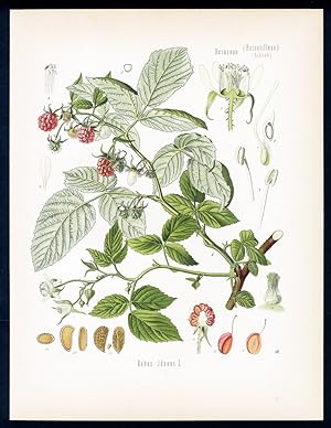 Himbeere - Raspberry - Framboise. Rubus Idaeus L.