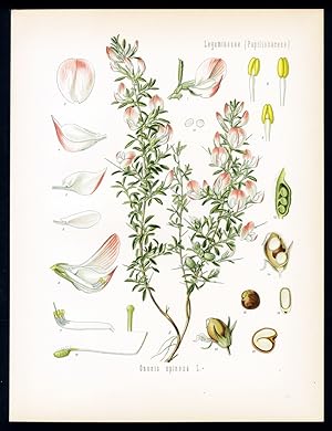 Hauhechel - Bugrane, Arrete-boeuf. Ononis spinosa L.