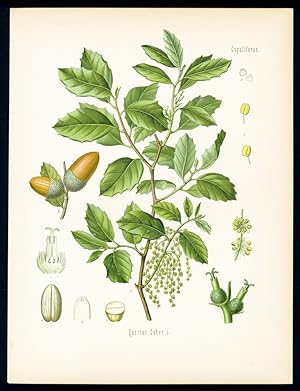 Korkeiche. Quercus Suber L.