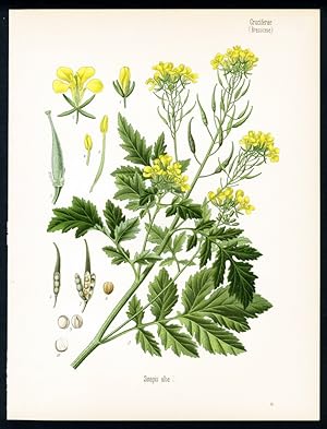 Weisser, gelber, englischer Senf, Gartensenf. Engl: White mustard. Franz.: Moutarde blanche, Mout...