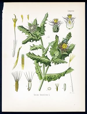 Benediktenkraut, Kardobenedikte, Bitterdistel, Bernhardinerkraut, Spinnendistel - Blessed thistle...